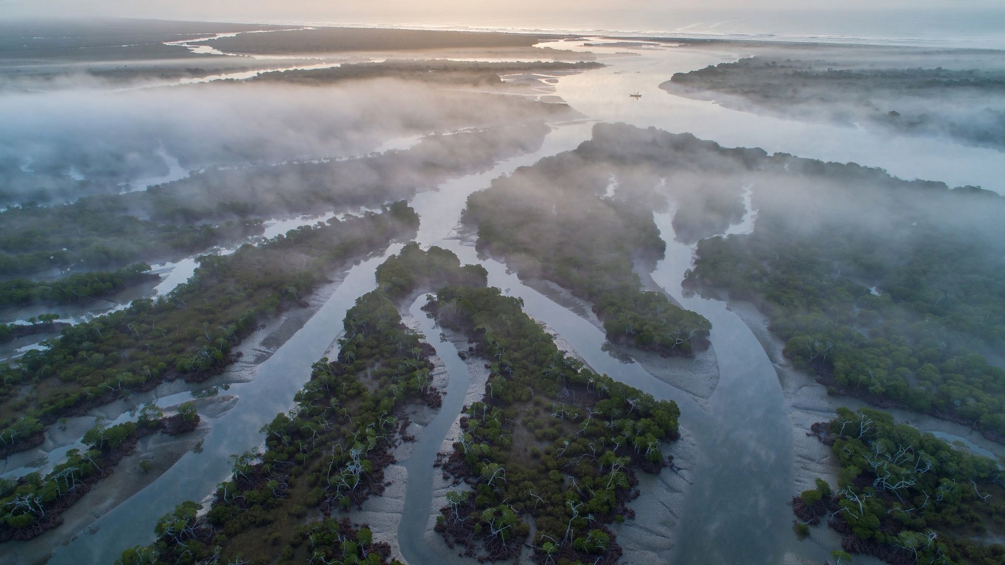 Visualisation: Coastal estuary lined with mangroves on a low-lying coast